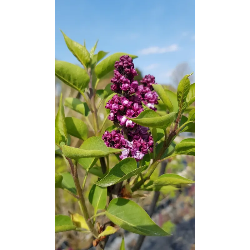 Syringa vulgaris 'Souvenir de Louis Spath' / Lilas commun rouge pourpre / Conteneur de 7 à 10 litres