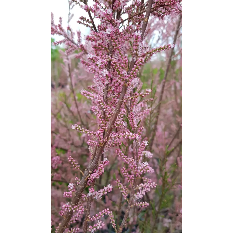 Tamarix africana / Tamaris de printemps rose / Conteneur de 7 à 10 litres