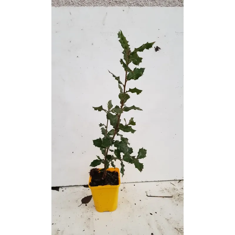 Quercus Ilex (semis) / Chêne vert / Godet