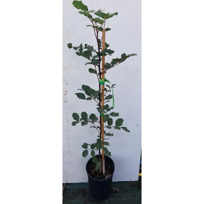 Ceratonia siliqua (semis) / Caroubier / Conteneur de 3 à 4 litres / Fruitier