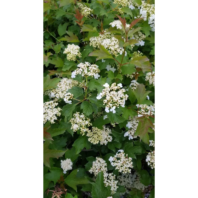 Viburnum opulus 'Compactum' / Viorne Obier compacte / Conteneur de 3 à 4 litres
