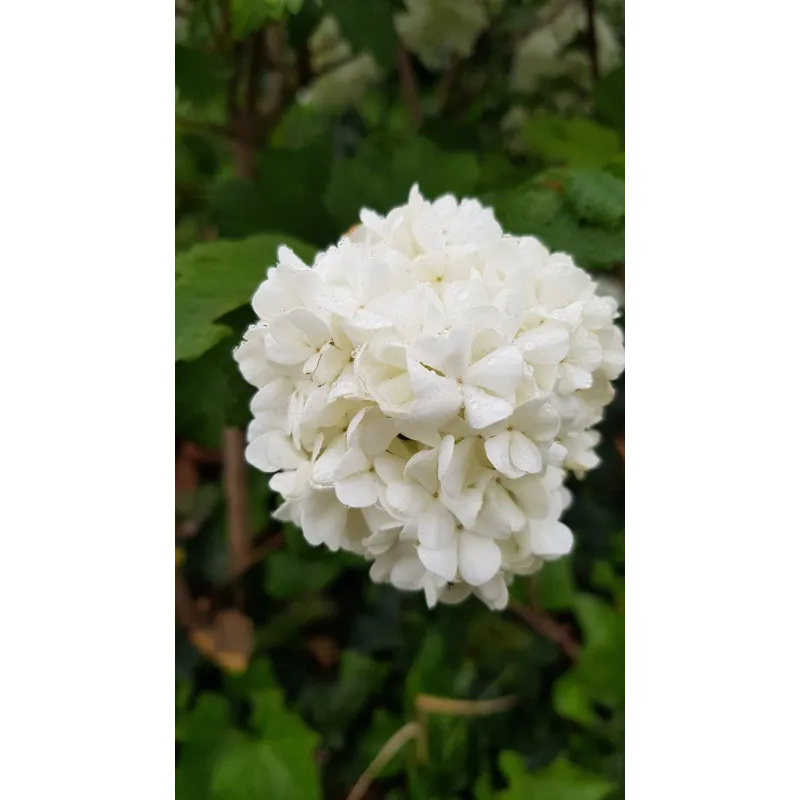 Viburnum opulus 'Roseum' / Viorne Obier Boule de Neige / Conteneur de 7 à 10 litres