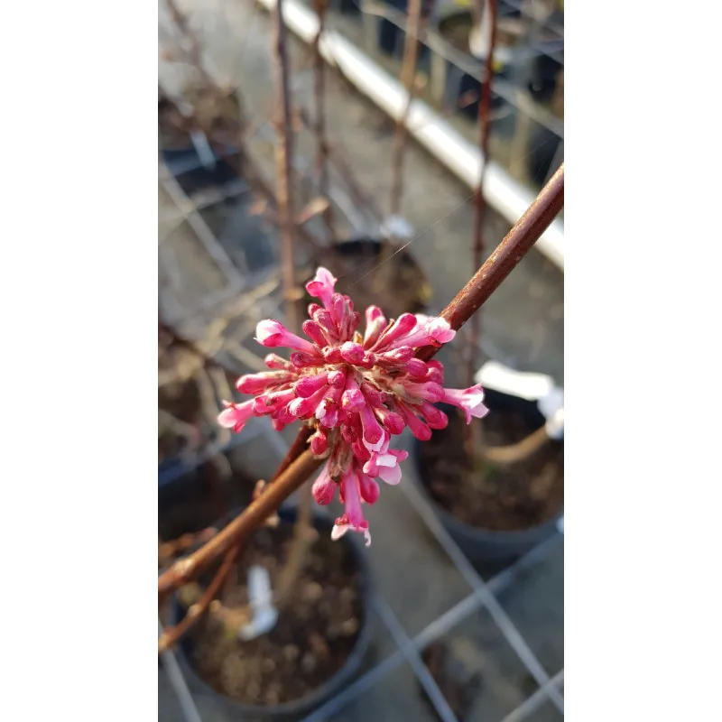 Viburnum x bodentense 'Dawn' / Viorne de Bodnant / Conteneur de 3 à 4 litres