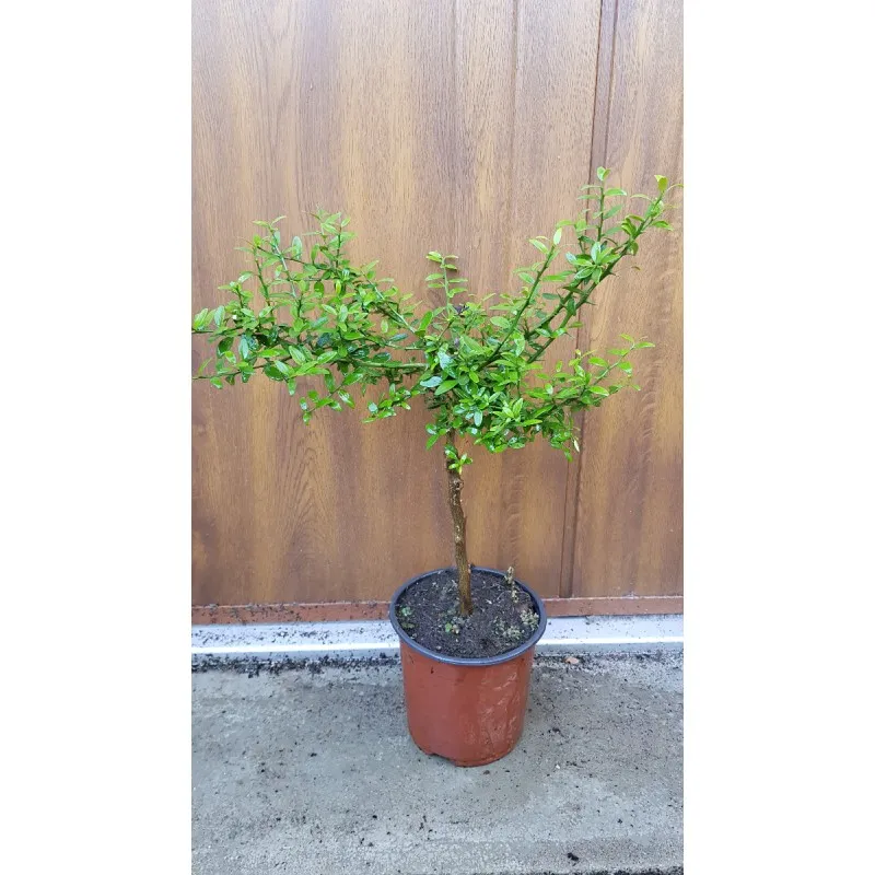 Citrus australasica 'Rouge' greffé sur Volkameriana / Citronnier caviar Rouge / Conteneur de 1 à 1.9 litres / Tigette