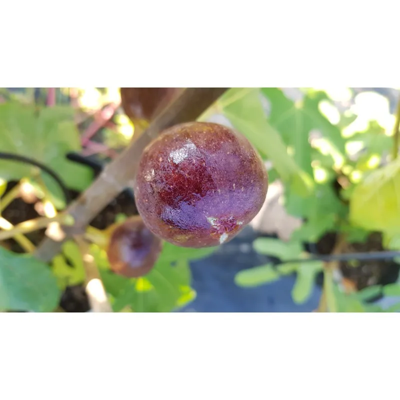 Ficus carica 'Osborn Prolific' / Figuier 'Osborn Prolific' / Conteneur de 2 à 2.9 litres