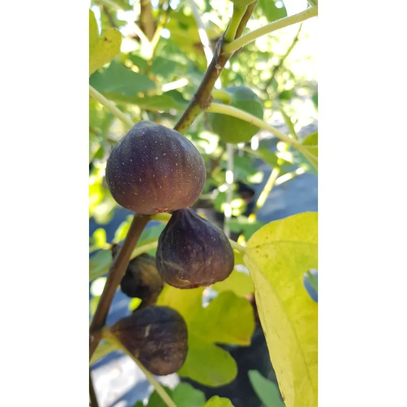 Ficus carica 'Brown Turkey' / Figuier 'Brown Turkey' / Conteneur de 2 à 2.9 litres