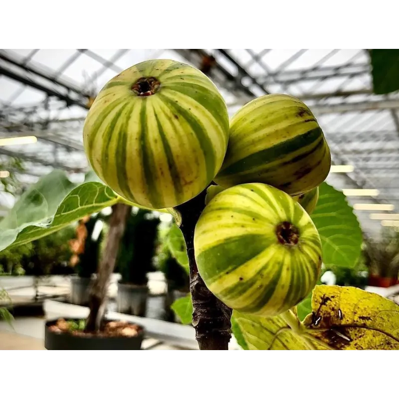 Ficus carica 'Panachée' / Figuier Panachée / Conteneur de 2 à 2.9 litres