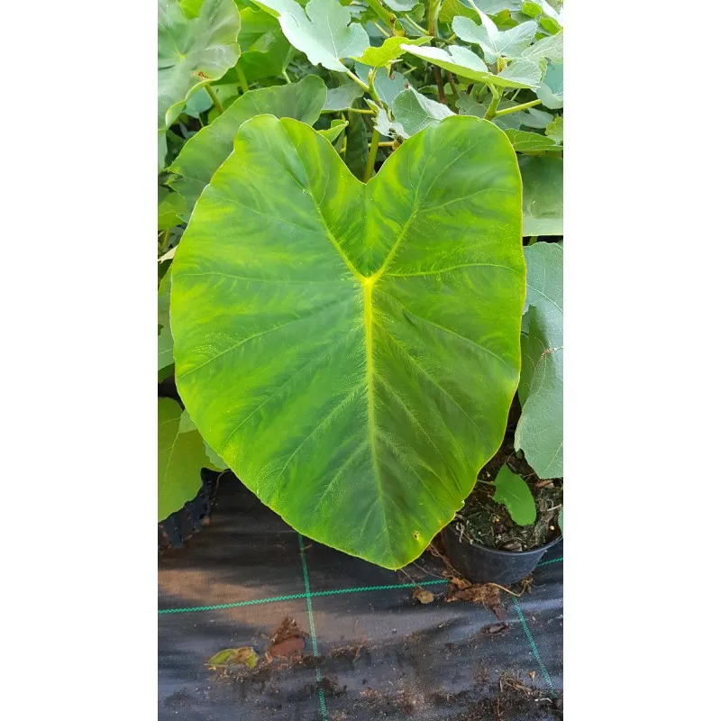 Colocasia esculenta 'Jack's giant' / Oreille d'éléphant géante couleur verte / Conteneur de 2 à 2.9 litres