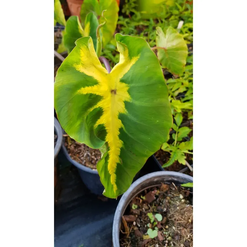 Colocasia esculenta 'White Lava' / Oreille d'éléphant géante couleur verte avec une bande centrale blanc crème / Conteneur de 2 