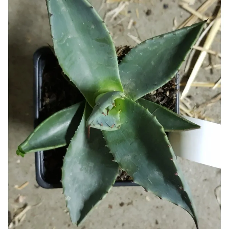 Agave applanata / Godet