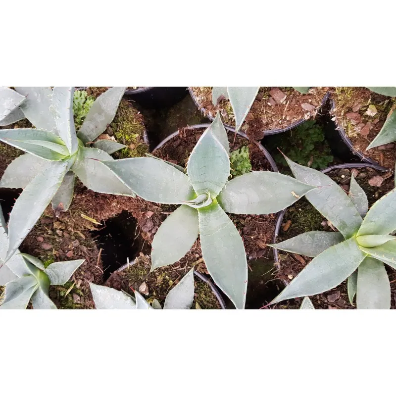 Agave applanata / Conteneur de 2 à 2.9 litres