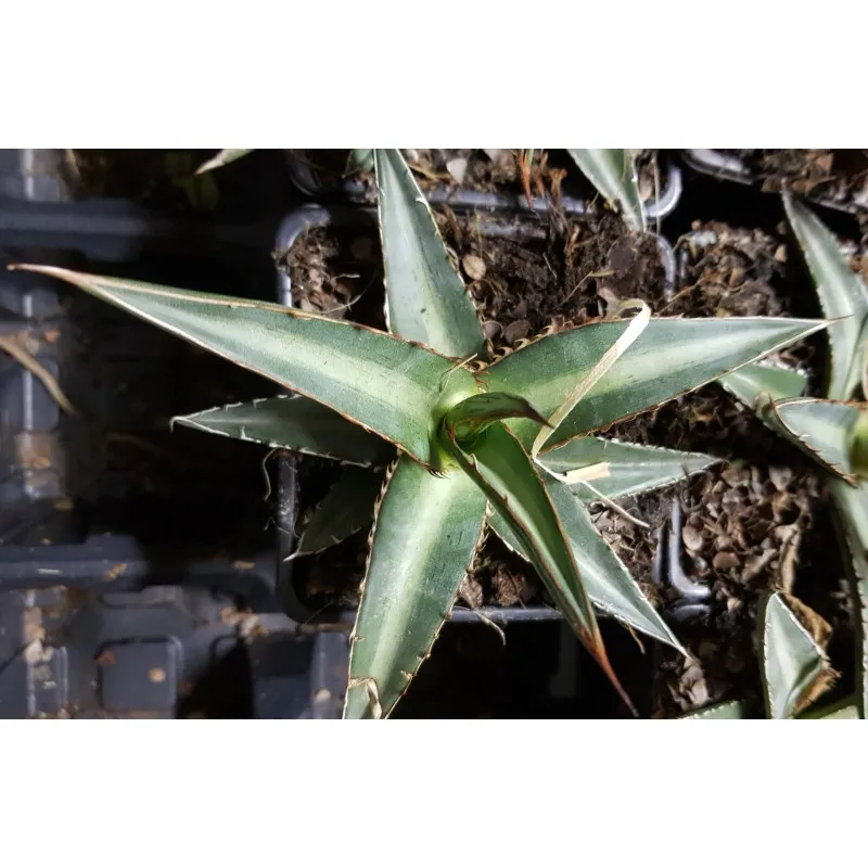 Agave lechuguilla / Godet