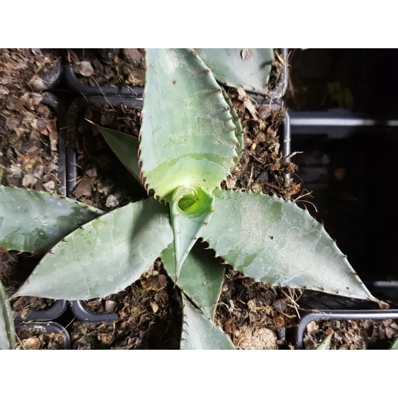 Agave palmeri / Agave de Palmer / Godet