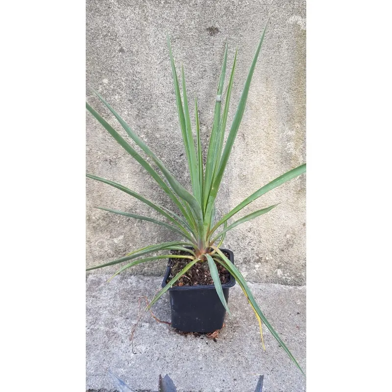 Yucca rigida 'Blue Sentry' / Yucca sentinelle bleu / Godet