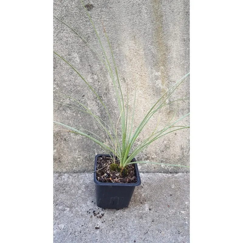 Dasylirion wheeleri / Sotol bleu / Godet