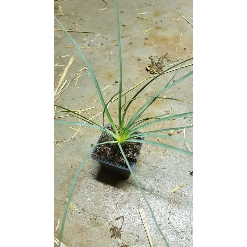 Dasylirion glaucophyllum / Dasylire bleu / Godet