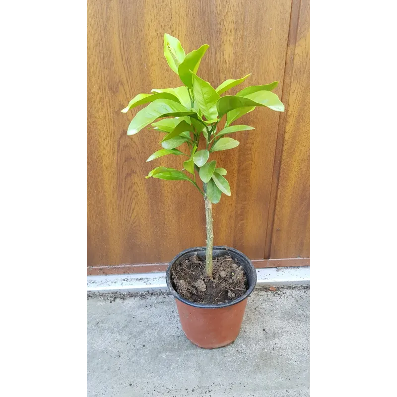 Citrus Unshui greffé sur Poncirus trifoliata / Mandarinier Satsuma Unshui / Conteneur de 1 à 1.9 litres / Tigette