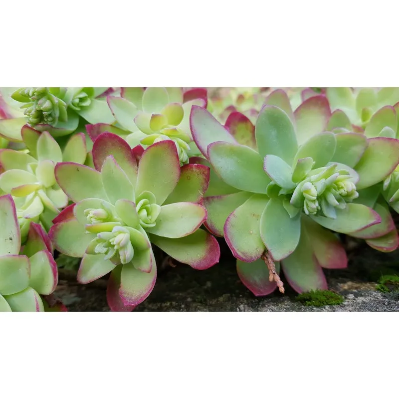 Sedum palmeri / Sedum de Palmer / Godet / Succulente