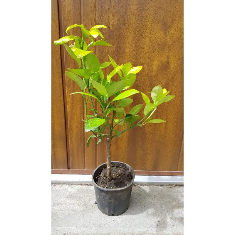 Citrus paradisi greffé sur Volkameriana / Pomelos jaune / Conteneur de 1 à 1.9 litres / Tigette