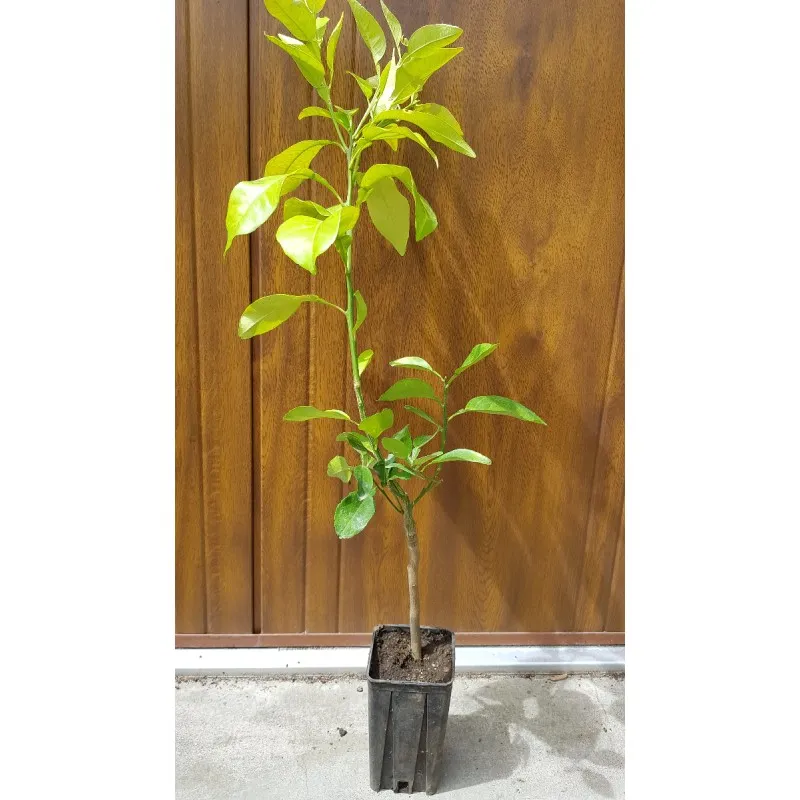 Citrus paradisi greffé sur Volkameriana / Pomelos Rose / Conteneur de 1 à 1.9 litres / Tigette