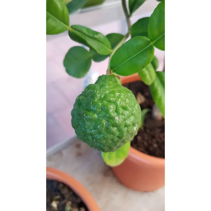Citrus hystrix greffé sur Volkameriana / Combava / Conteneur de 1 à 1.9 litres / Tigette