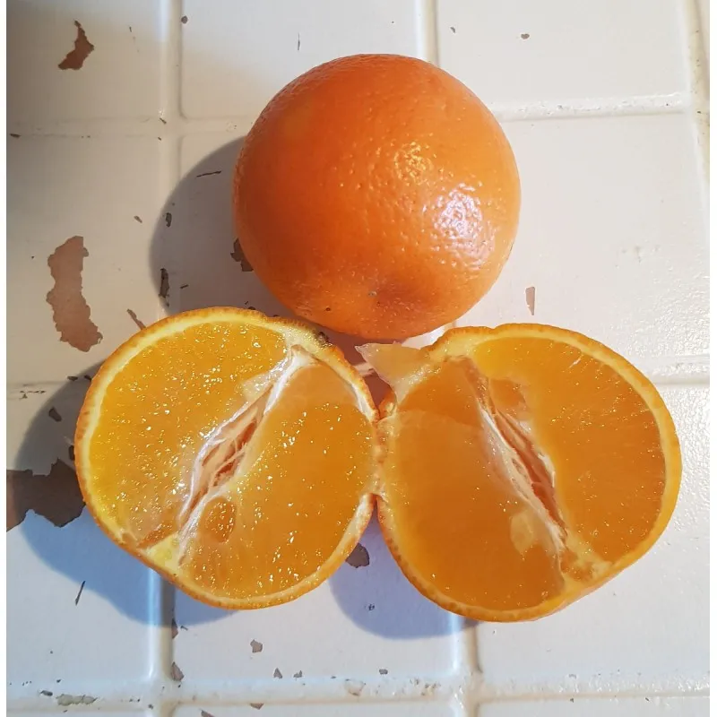 Citrus x tangelo 'Minneola' greffé sur Volkameriana / Tangelo minneola / Conteneur de 1 à 1.9 litres / Tigette