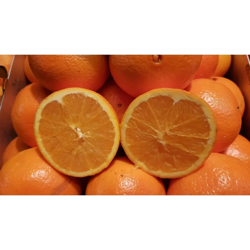 Citrus sinensis greffé sur Volkameriana / Oranger / Conteneur de 1 à 1.9 litres / Tigette