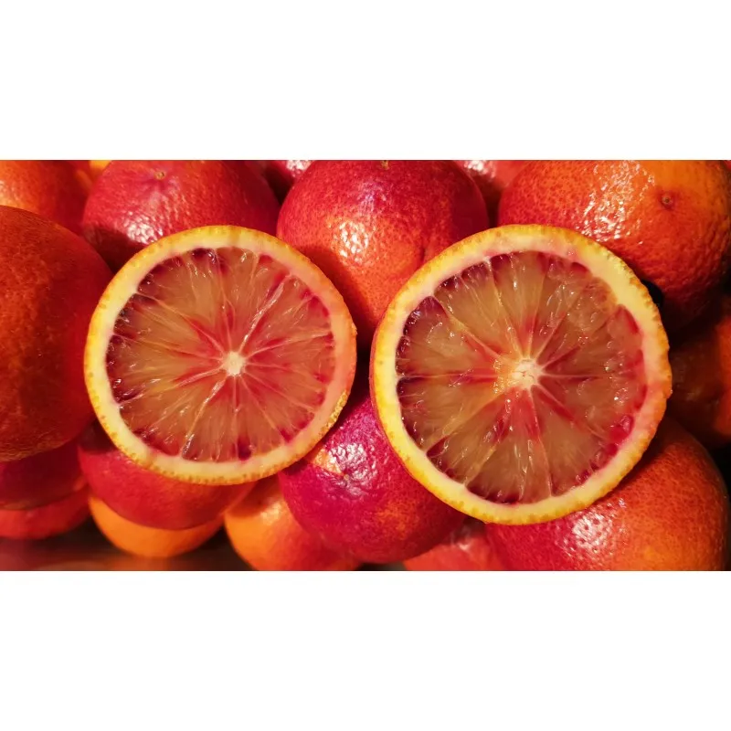 Citrus sinensis 'Sanguinea' greffé sur Volkameriana / Oranger sanguin / Conteneur de 1 à 1.9 litres / Tigette