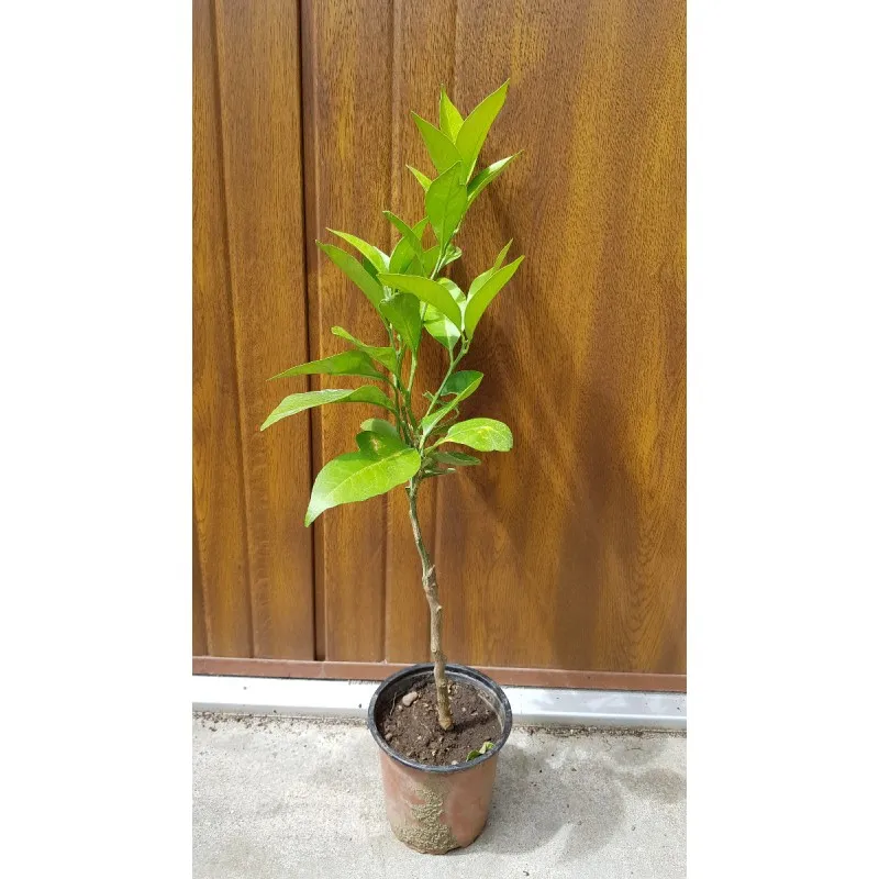 Citrus sinensis 'Washington Navel' greffé sur Volkameriana / Oranger Navel / Conteneur de 1 à 1.9 litres / Tigette