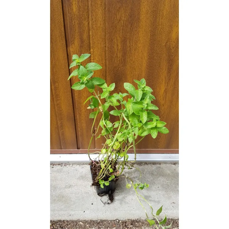 Mentha spp 'Hillary's Sweet Lemon' / Menthe citron doux / Godet / Aromatique