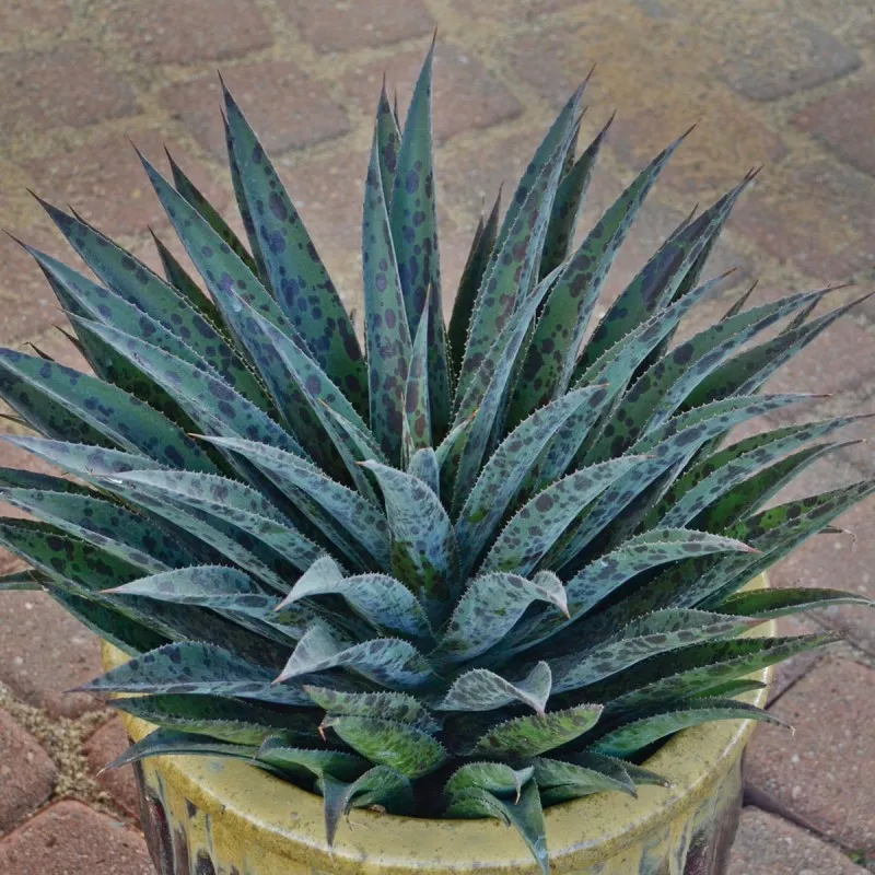 Mangave Mad about Mangave® 'Pineapple Express'/ Mangave Pineapple Express / Conteneur de 0.5 à 0.9 litres