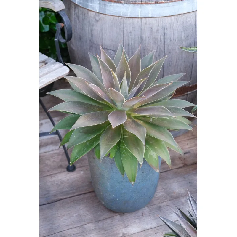 Mangave Mad about Mangave® 'Lavender Lady' / Mangave Lavender Lady / Conteneur de 0.5 à 0.9 litres