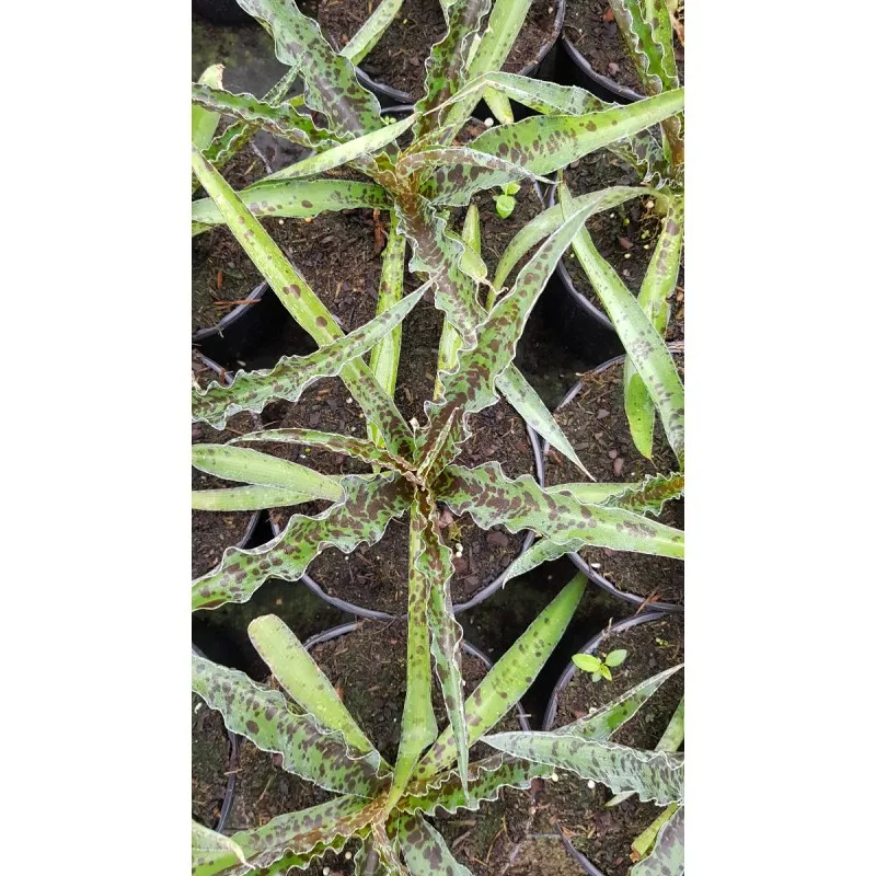 Agave x manfredii 'Chocolate Chip'® / Mangave Chocolate Chip / Conteneur de 2 à 2.9 litres