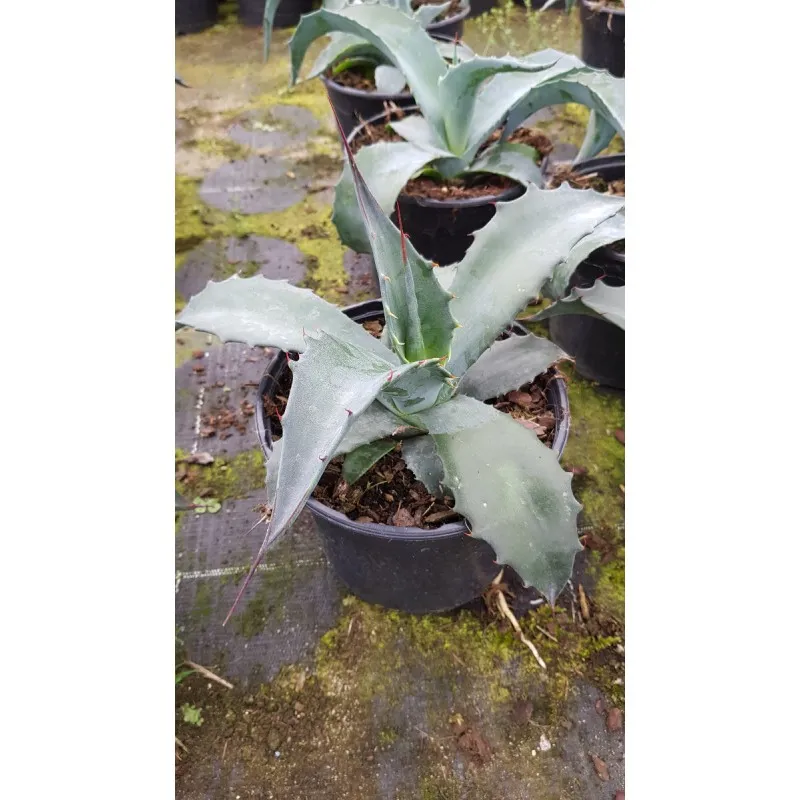 Agave americana Subsp Protoamericana / Agave d'Amérique / Conteneur de 2 à 2.9 litres