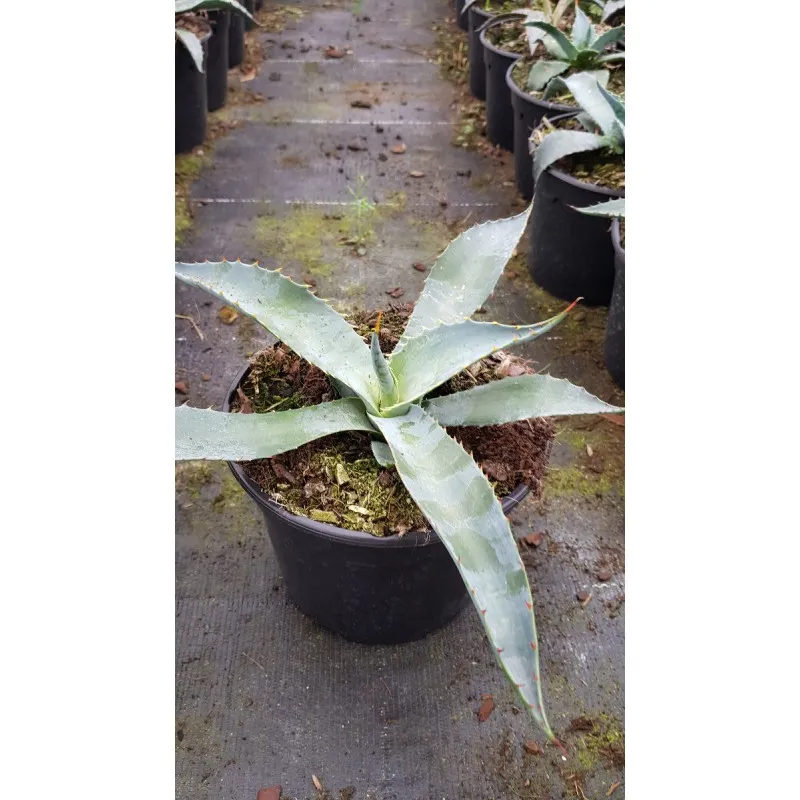 Agave chrysantha 'Giant' / Agave dorée / Conteneur de 2 à 2.9 litres