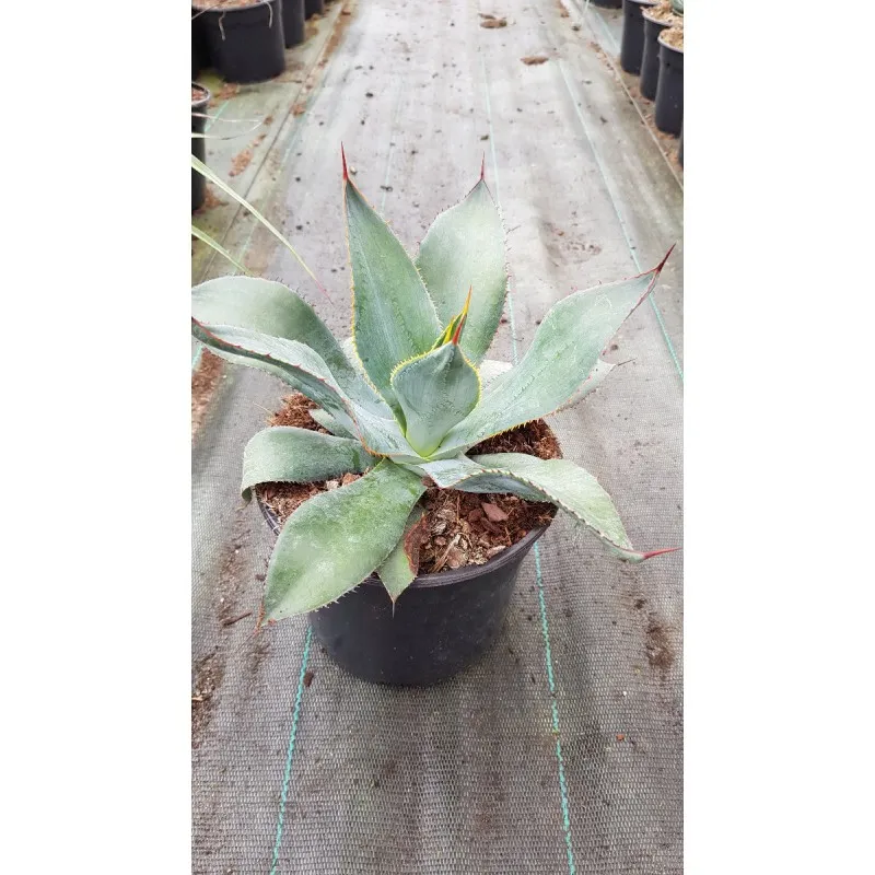 Agave maximiliana / Conteneur de 2 à 2.9 litres