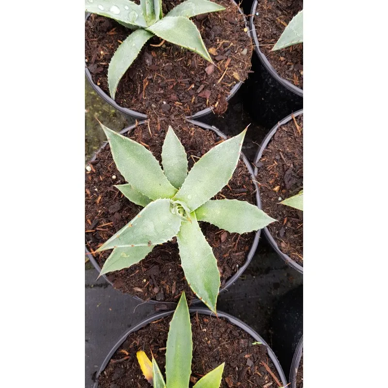 Agave parryi var. 'Couesii' / Conteneur de 2 à 2.9 litres