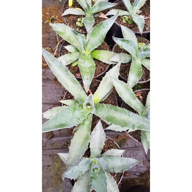 Agave salmiana crassispina / Conteneur de 2 à 2.9 litres