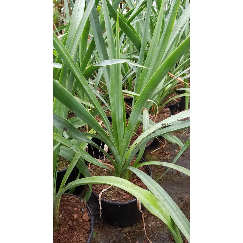 Furcraea longaeva / Pluie d'étoiles du Mexique / Conteneur de 2 à 2.9 litres