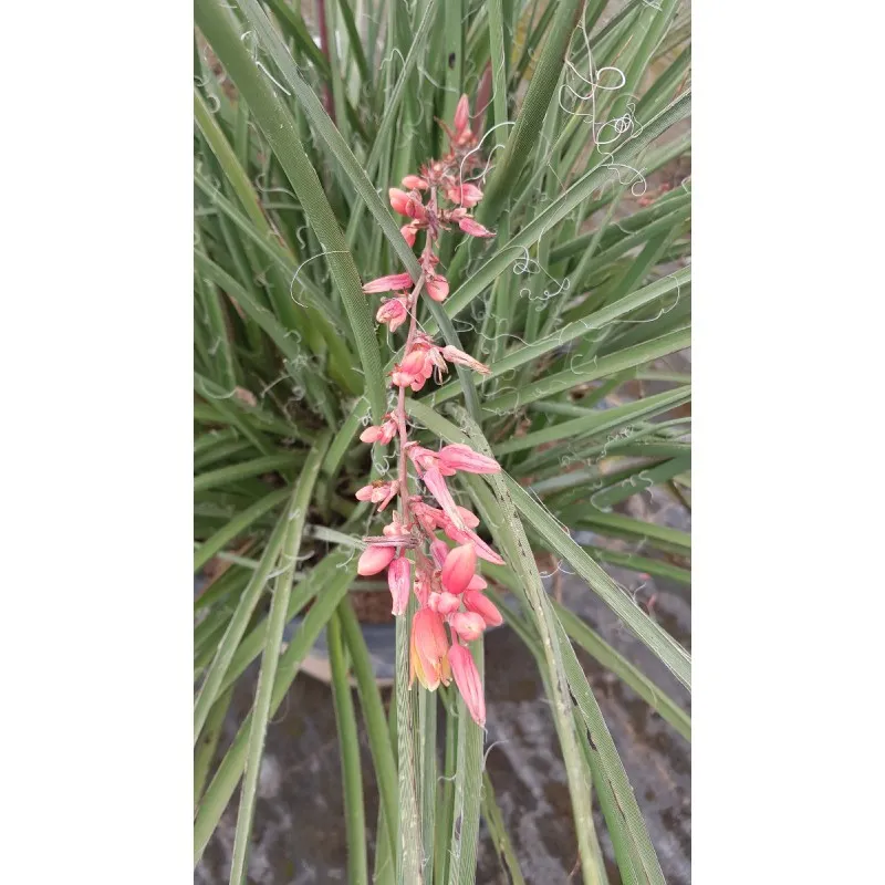 Hesperaloe parviflora / Yucca rouge / Conteneur de 2 à 2.9 litres