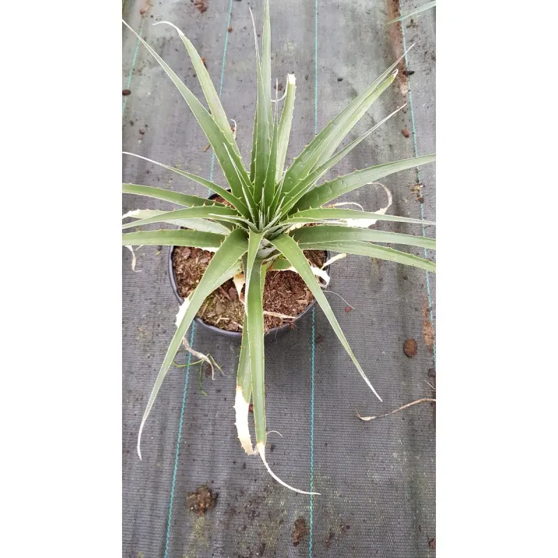 Puya yakespala / Puya Jaune / Conteneur de 2 à 2.9 litres / Orchidée