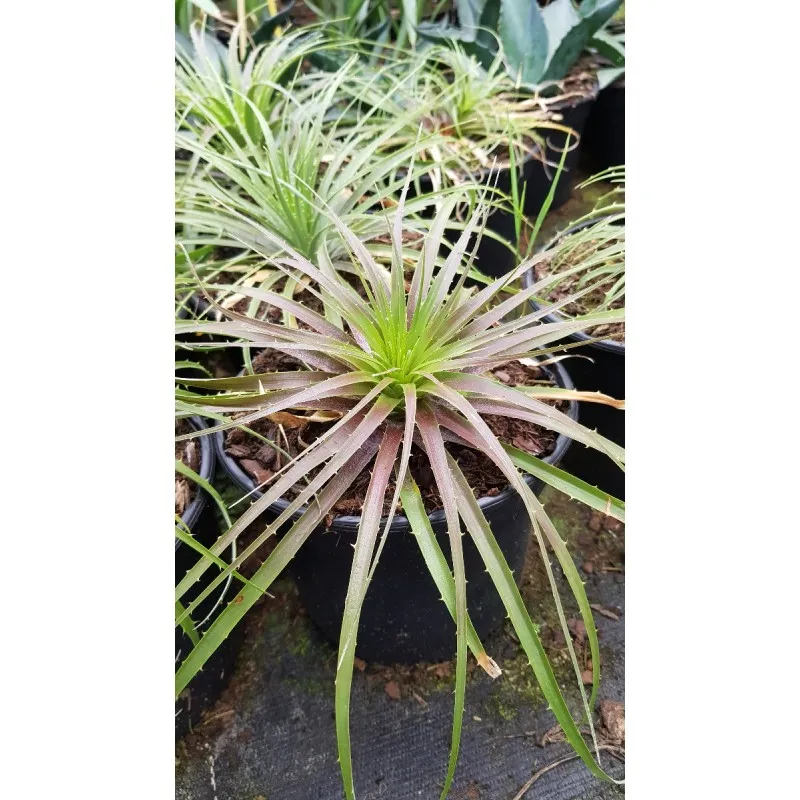 Puya coerula Var. Violacea / Puya Violet / Conteneur de 2 à 2.9 litres / Orchidée