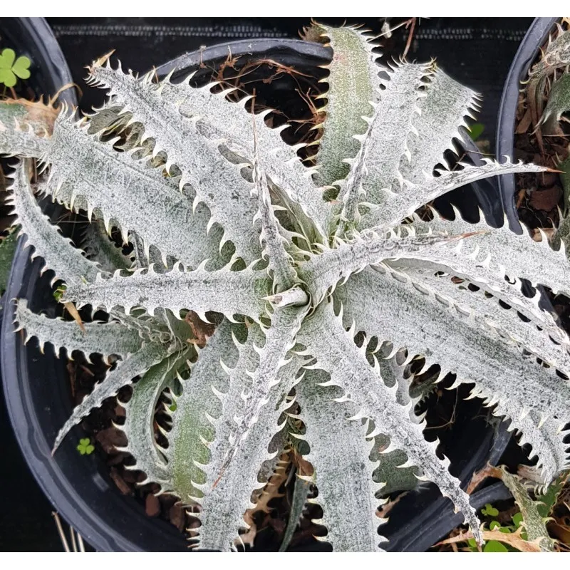 Dyckia 'Grand marnier' / Conteneur de 2 à 2.9 litres / Orchidée