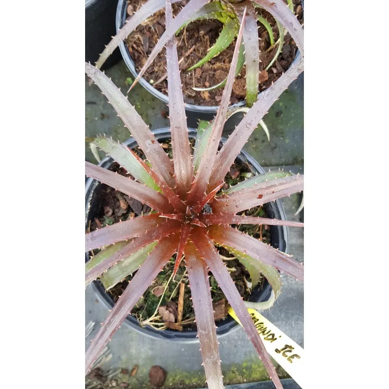 Dyckia 'Burgundy Ice' / Conteneur de 2 à 2.9 litres / Orchidée
