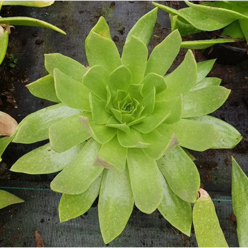 Dudleya pulverulenta / Dudléia pulvérulente / Conteneur de 2 à 2.9 litres / Succulente