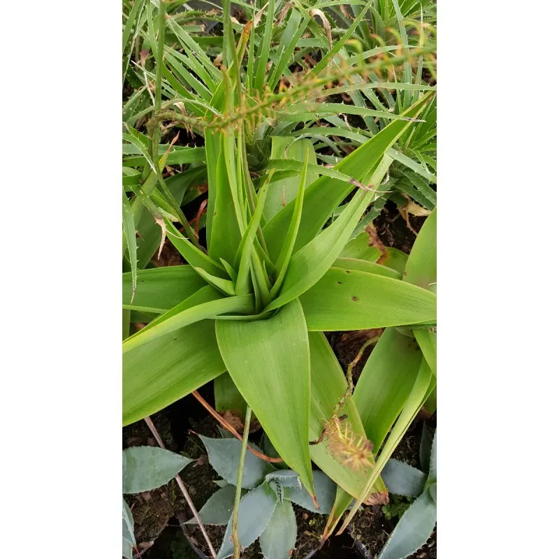 Bulbine natalensis / Racines rouges du Natal / Conteneur de 2 à 2.9 litres