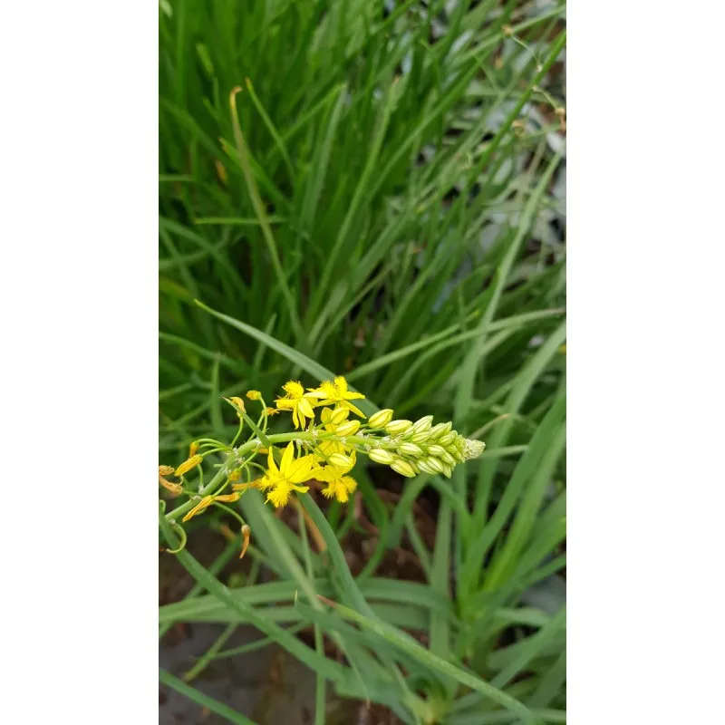 Bulbine frutescens 'Yellow' / Bulbine jaune / Conteneur de 2 à 2.9 litres