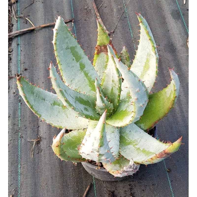 Aloe aculeata / Conteneur de 2 à 2.9 litres