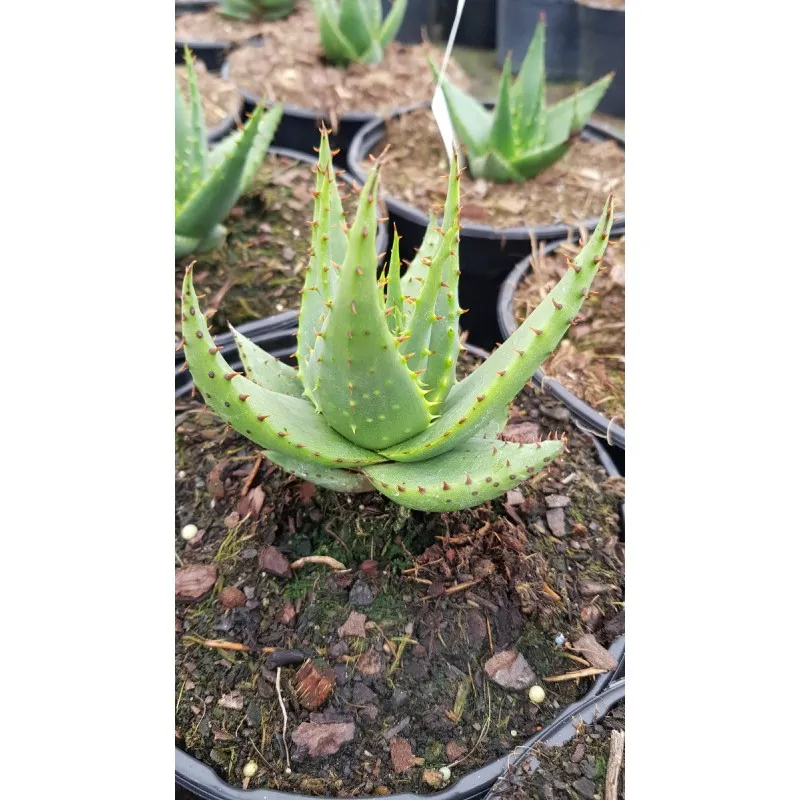 Aloe broomii / Aloès de Broom / Conteneur de 2 à 2.9 litres