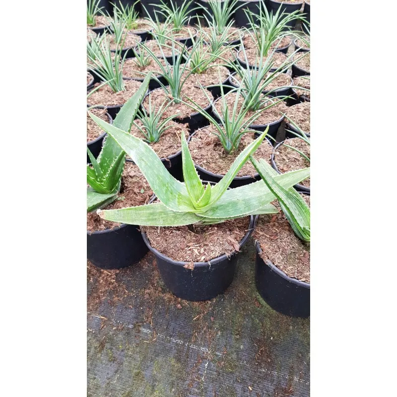 Aloe maculata 'Robusta' / Aloès maculé 'Robusta' / Conteneur de 2 à 2.9 litres